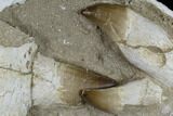 Three, Large Rooted Mosasaur Teeth In Rock - Morocco #115781-1